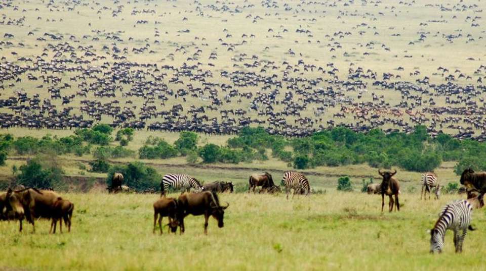 3 Days - Tanzania Ndutu Safari: Three Days - Wonders Of Creation Tours And Safaris - Tanzania - Image 3