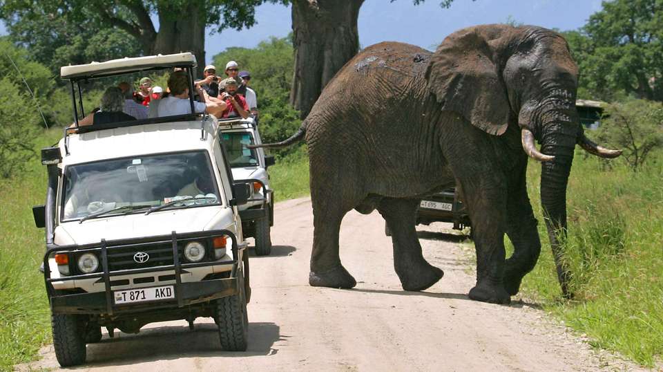 3 Days - Tanzania Ndutu Safari: Three Days - Wonders Of Creation Tours And Safaris - Tanzania - Image 4