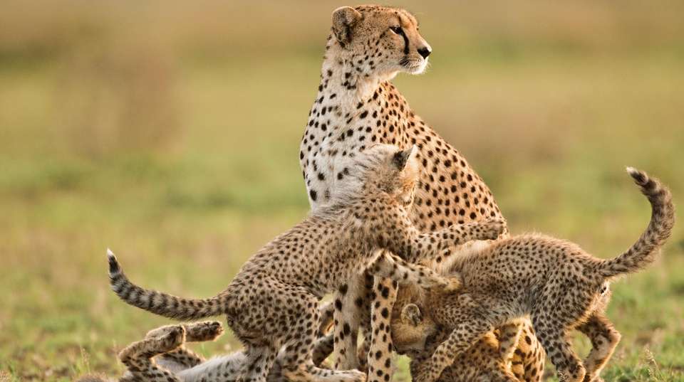 3 Days - Tanzania Ndutu Safari: Three Days - Wonders Of Creation Tours And Safaris - Tanzania - Image 5