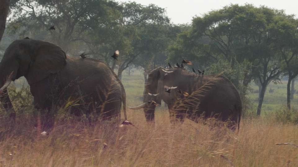 3 Days Trip to Murchison Falls - East African Jungle Safaris - Uganda - Image 4