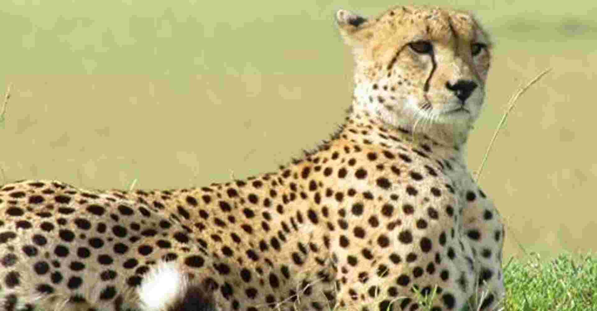 3 Days Wildesbeest Migration Safari on Budget