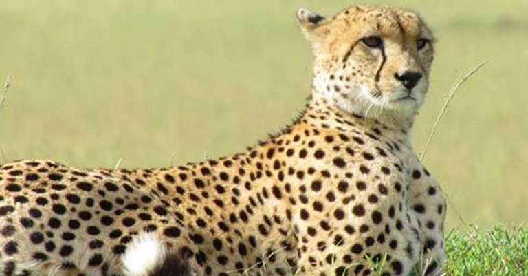 3 Days Wildesbeest Migration Safari on Budget - Winter tours
