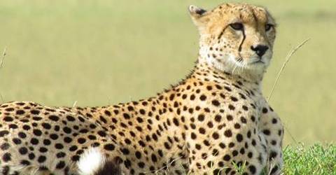 3 Days Wildesbeest Migration Safari On Budget - Winter Tours