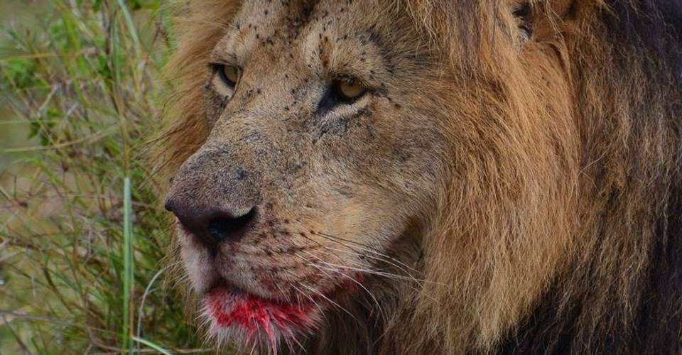 3 Days Wildesbeest Migration Safari on Budget - Tropical Vacations - Kenya - Image 2