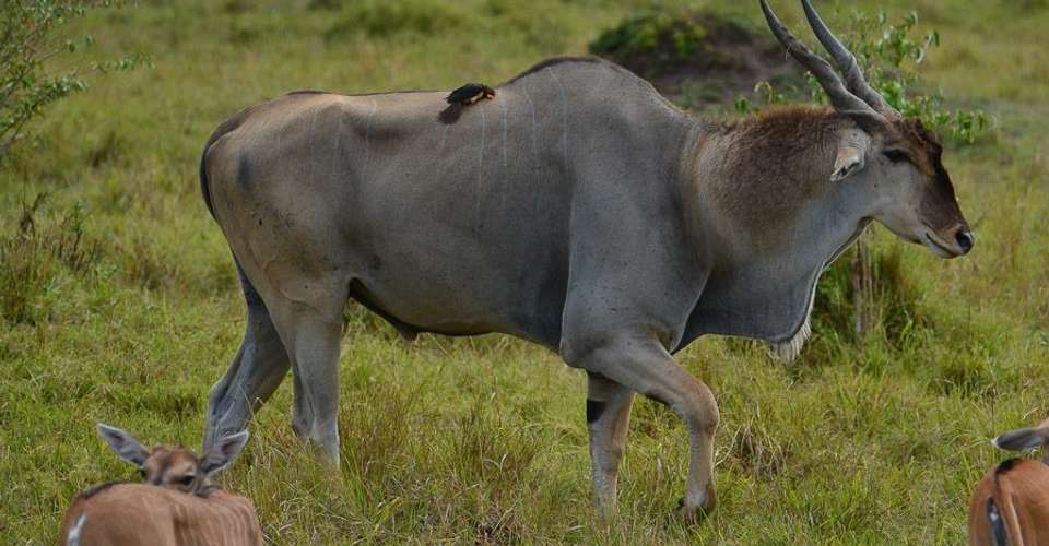 3 Days Wildesbeest Migration Safari on Budget - Tropical Vacations - Kenya - Image 3