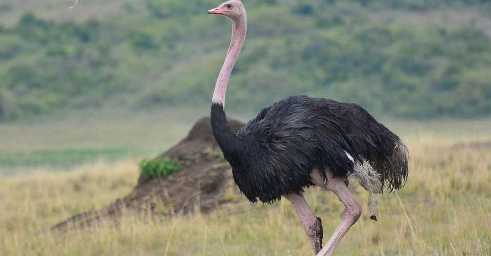 3 Days Wildesbeest Migration Safari on Budget - Tropical Vacations - Kenya - Image 4
