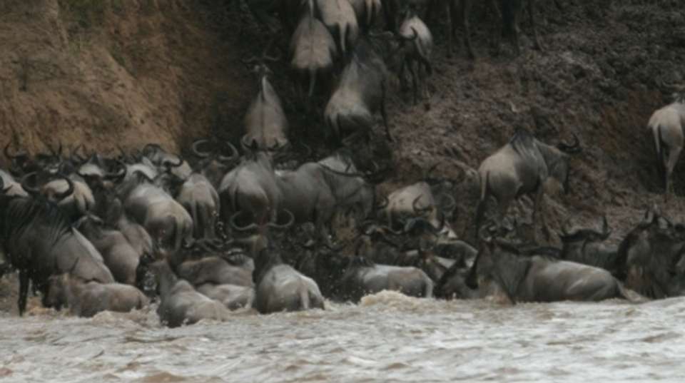 3 Days Wildesbeest Migration Safari on Budget - Tropical Vacations - Kenya - Image 5