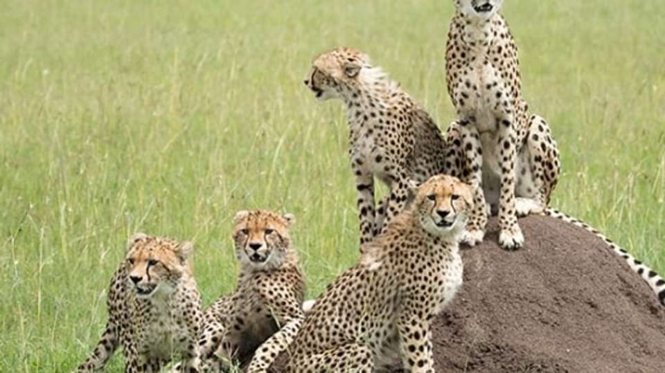 3 Days Wildesbeest Migration Safari on Budget - Tropical Vacations - Kenya - Image 6