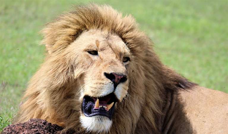 31-day Masai Mara to Victoria Falls Kruger Accommodated trip - alternative tour available