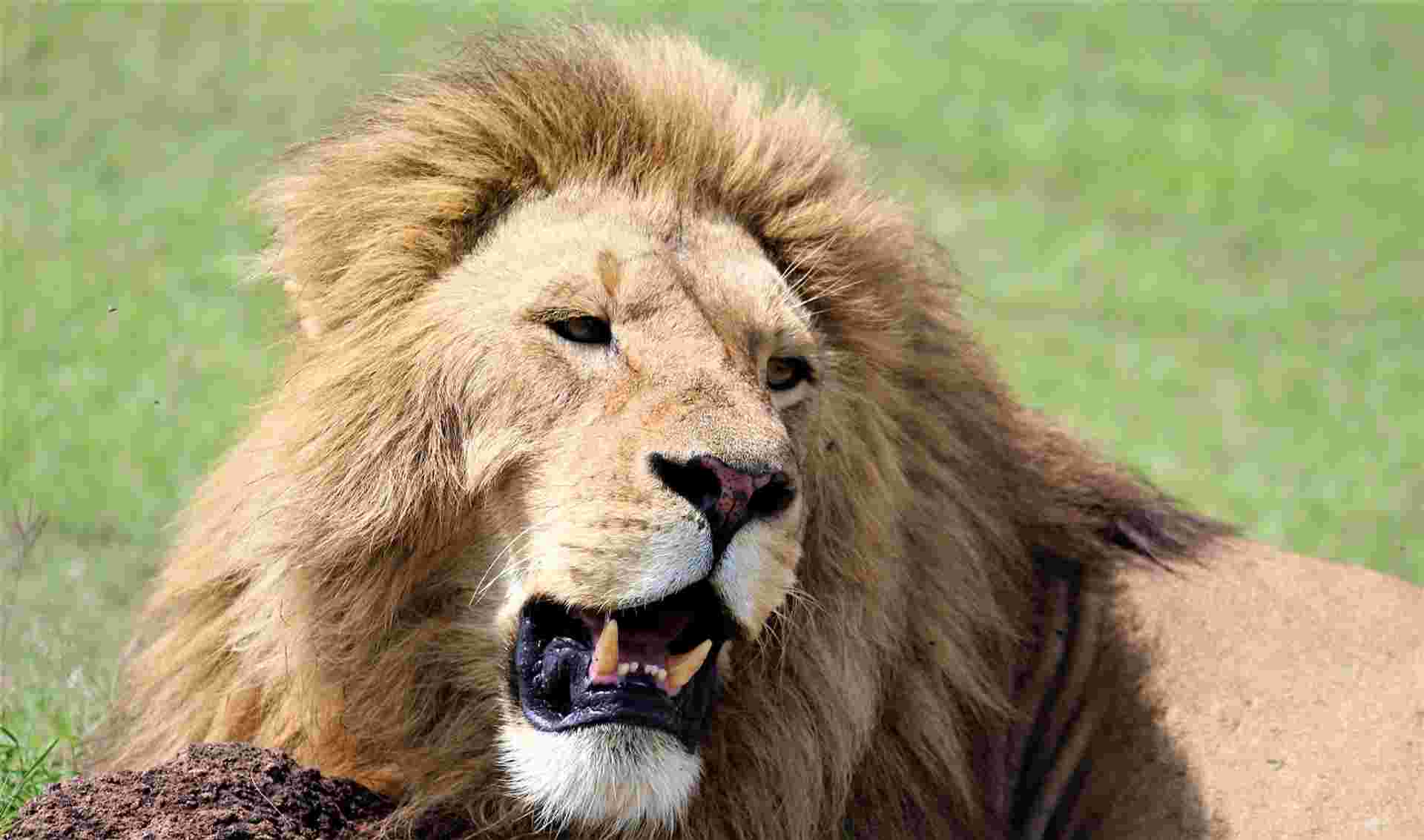 31-day Masai Mara to Victoria Falls  Kruger Accommodated
