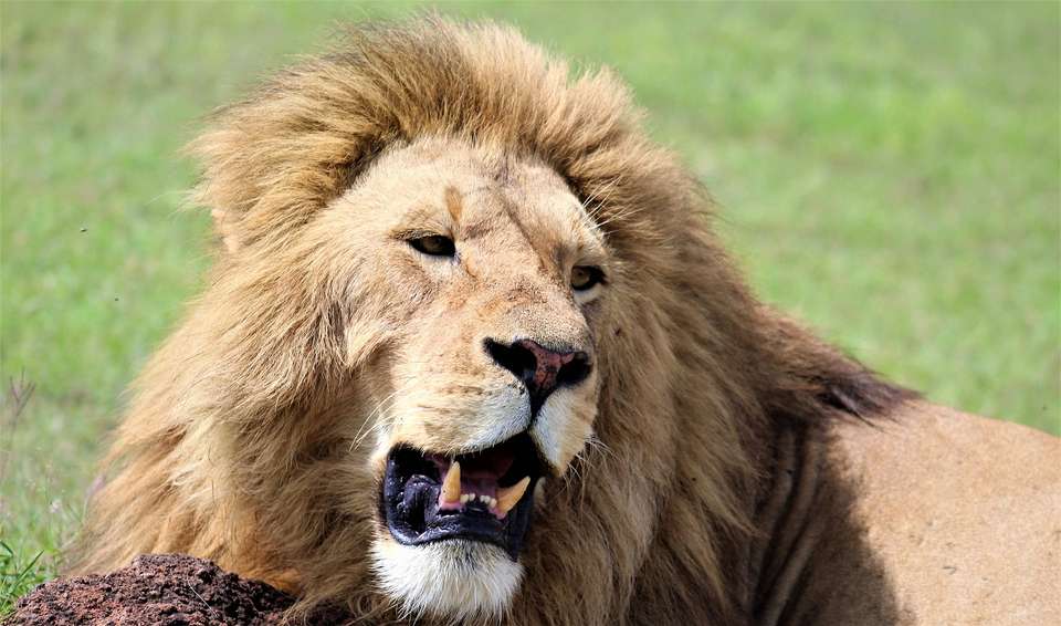 31-day Masai Mara to Victoria Falls Kruger Accommodated - Acacia Africa - Kenya - Image 1