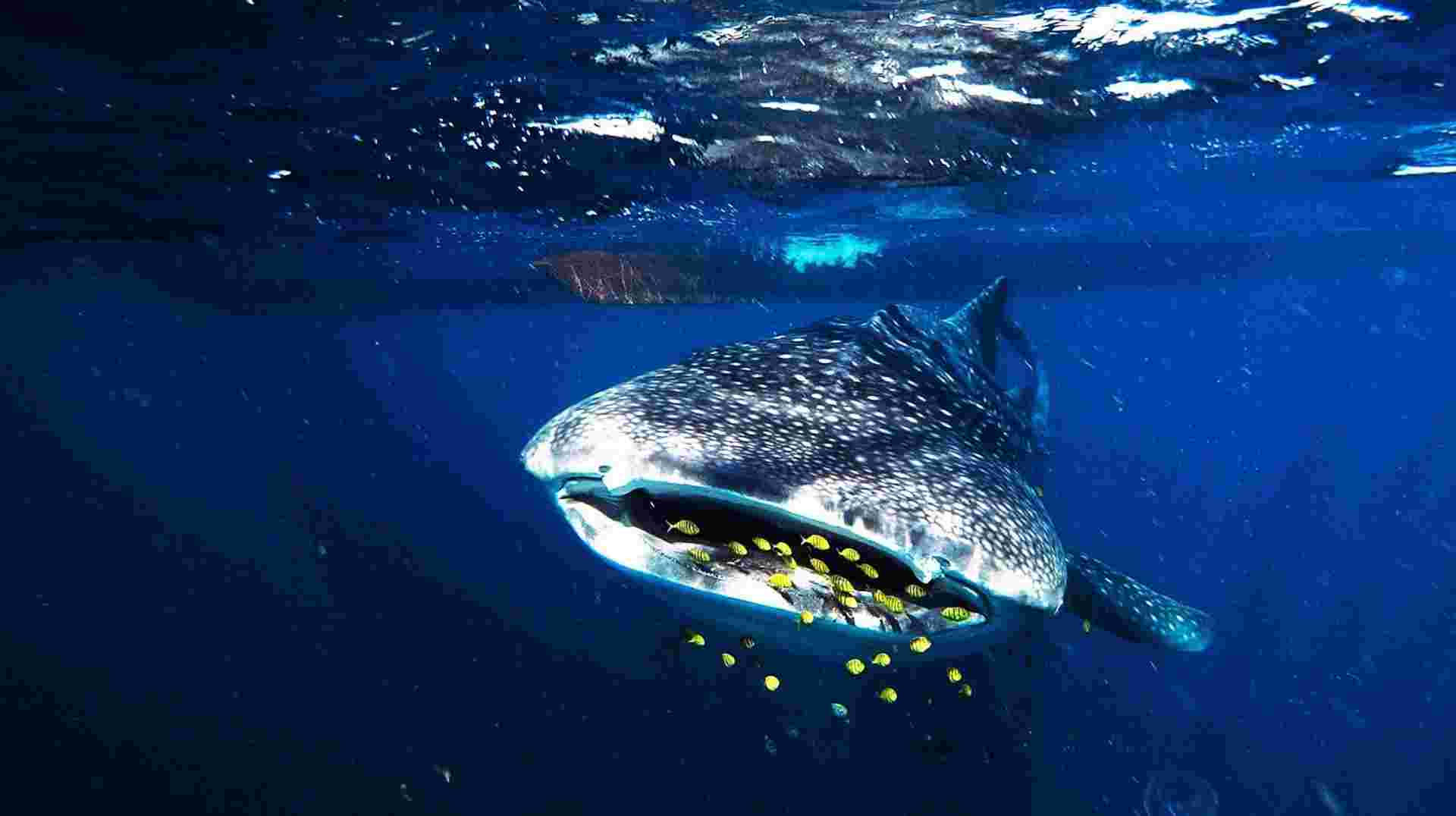 3D Whale Shark Trip Sumbawa