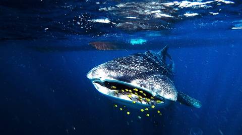 3d Whale Shark Trip Sumbawa - July 2027