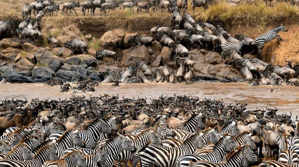 3 Days Masai Mara Camping safari on 4x4 landcruiser - Gracepatt Ecotours Kenya - Kenya