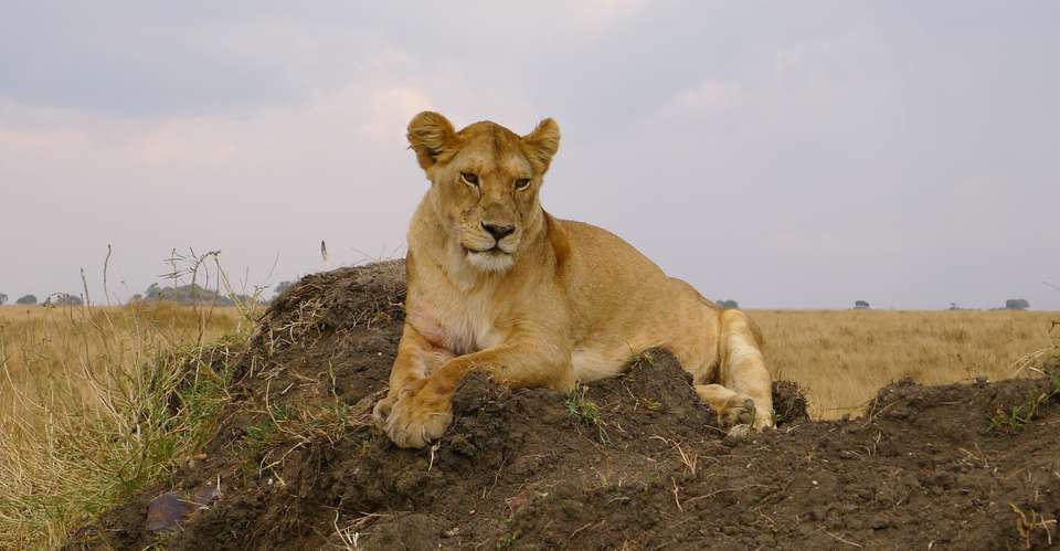 3Days / 2Nights: Wildlife Safari & Cultural Tour - Across Africa Nature - Tanzania - Image 2
