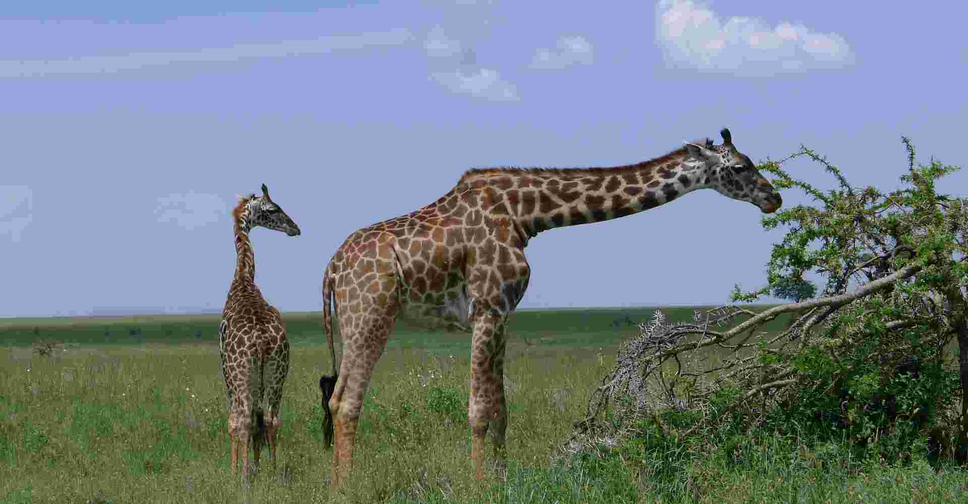 3Days / 2Nights: Wildlife Safari & Cultural Tour