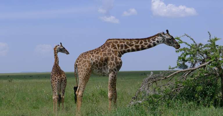 3Days / 2Nights: Wildlife Safari & Cultural Tour trip - alternative tour available