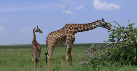 3days / 2nights: Wildlife Safari & Cultural Tour - November 2026