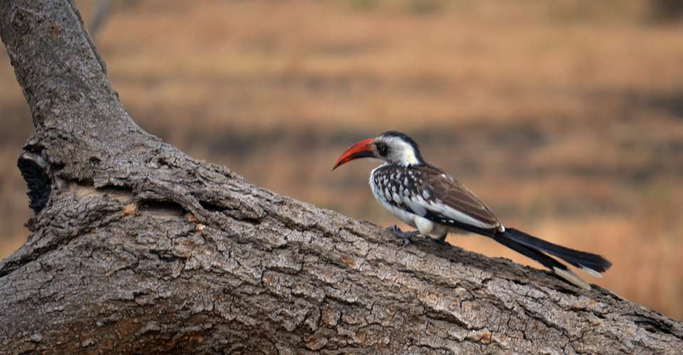 3N/4D Classic African Game Safari - Across Africa Nature - Tanzania - Image 2