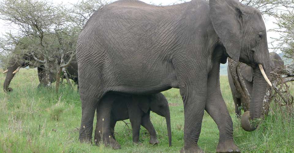 3N/4D Classic African Game Safari - Across Africa Nature - Tanzania - Image 3