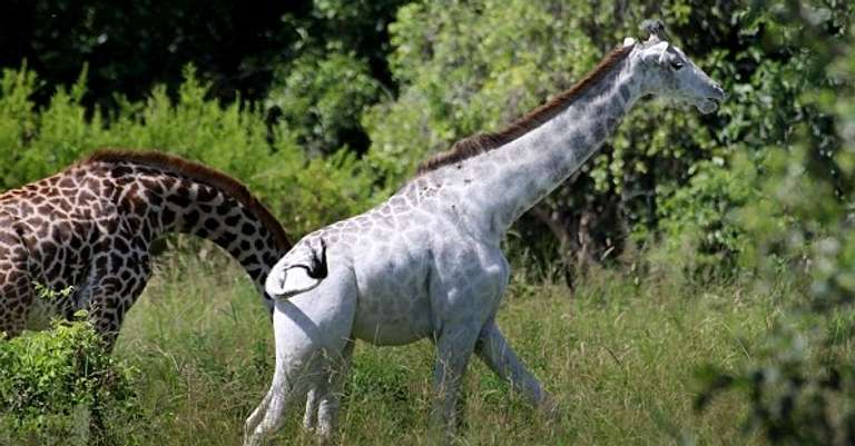 3N/4D Classic African Game Safari trip - alternative tour available