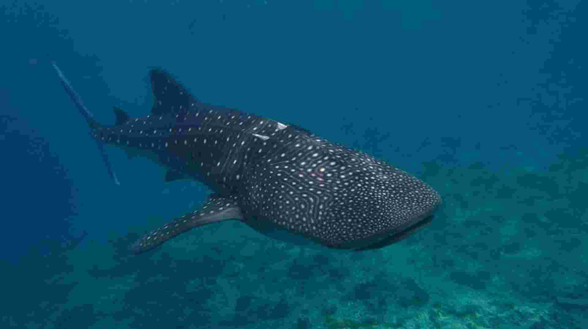 3N Marine Life Break
