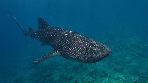 Eco Tour: 3n Marine Life Break