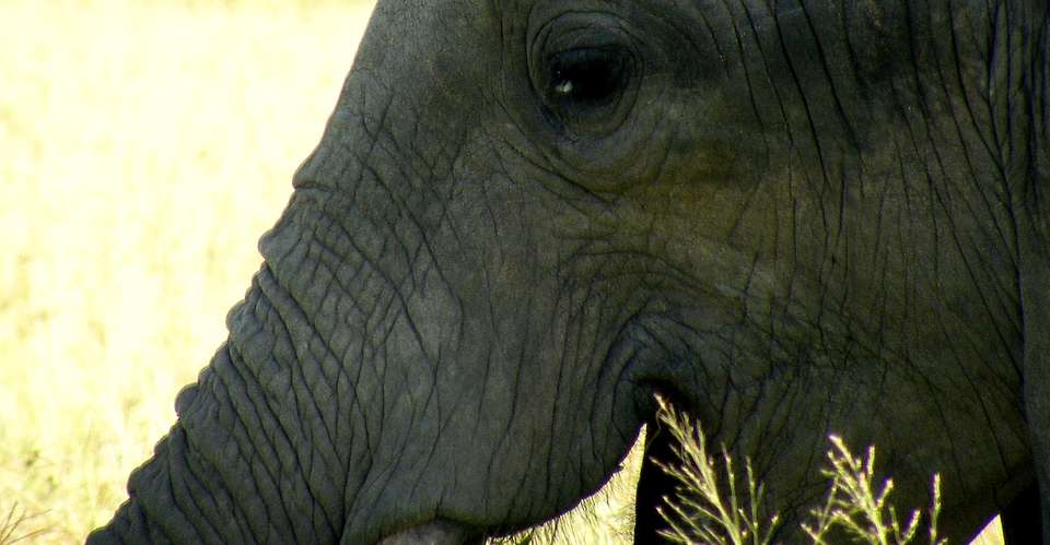 4 day Amboseli & Tsavo National Parks Safaris - undefined - Image 2