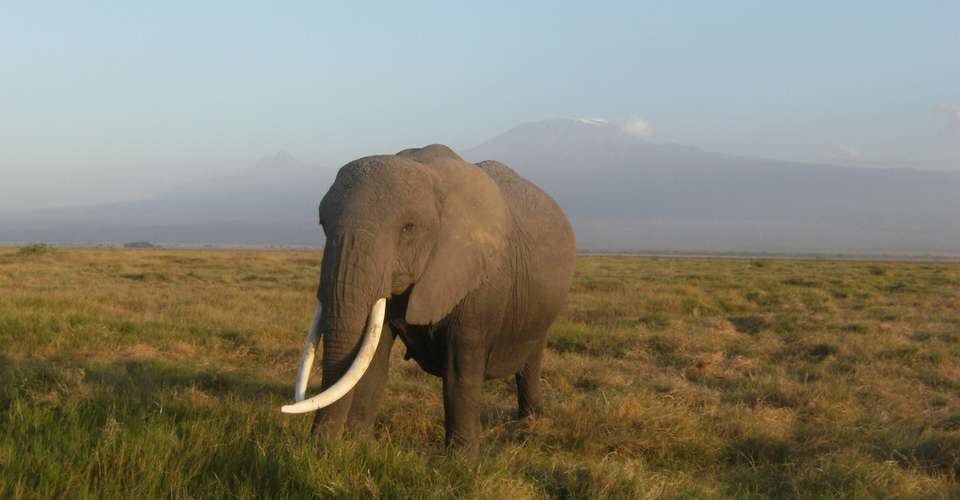 4 day Amboseli & Tsavo National Parks Safaris - undefined - Image 3