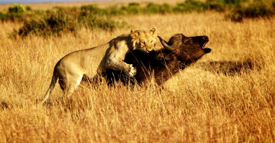 4 day Amboseli & Tsavo National Parks Safaris - undefined - Image 4