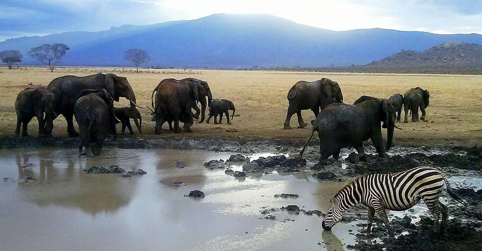 4 day Amboseli & Tsavo National Parks Safaris - undefined - Image 5
