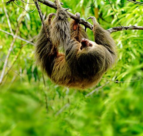 South America Eco Tours: 4-day Arenal & Monteverde Essentials