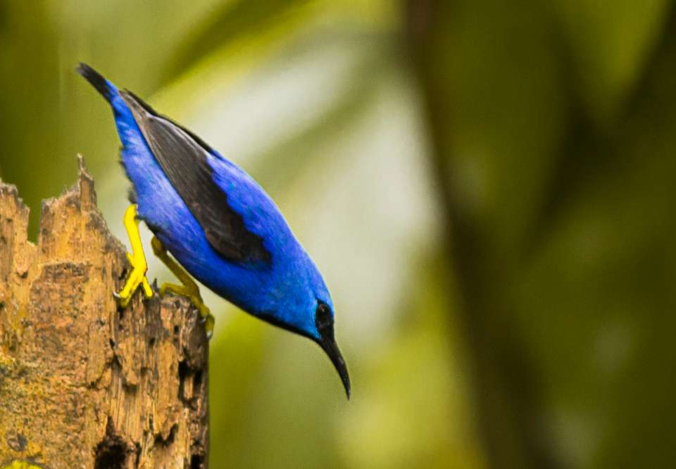 4-day Arenal & Monteverde Essentials - Destination Services - Costa Rica - Image 3