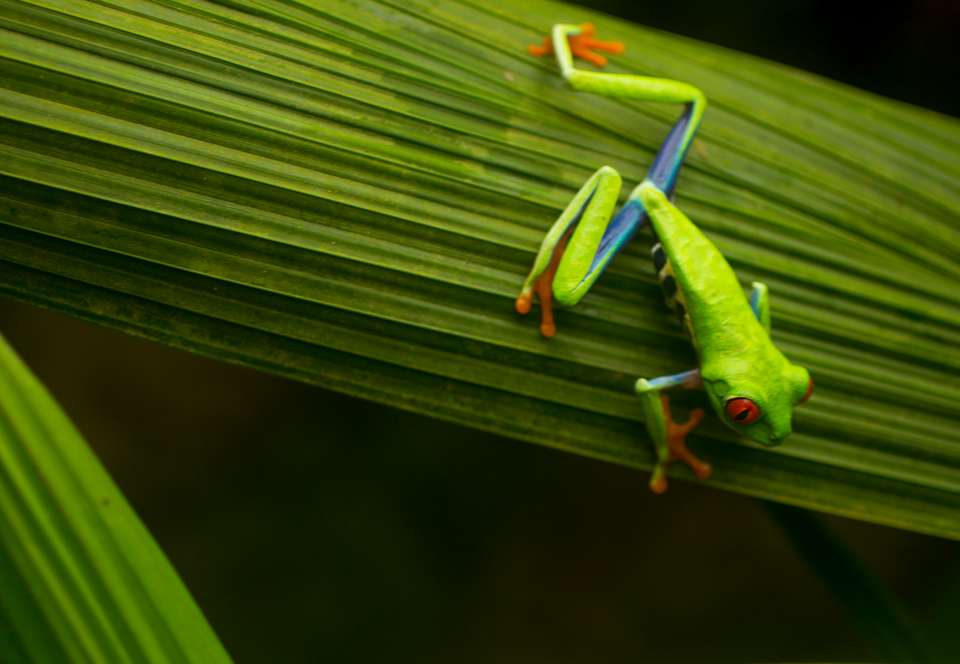 4-day Arenal & Monteverde Essentials - Destination Services - Costa Rica - Image 4