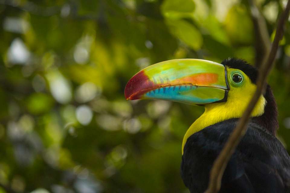 4-day Arenal & Monteverde Essentials - Destination Services - Costa Rica - Image 6