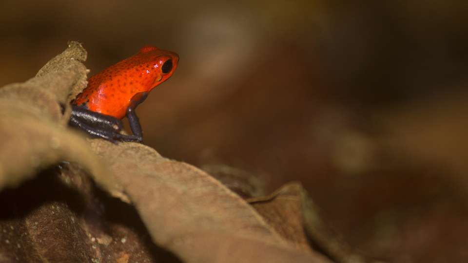 4-day Arenal & Monteverde Essentials - Destination Services - Costa Rica - Image 7