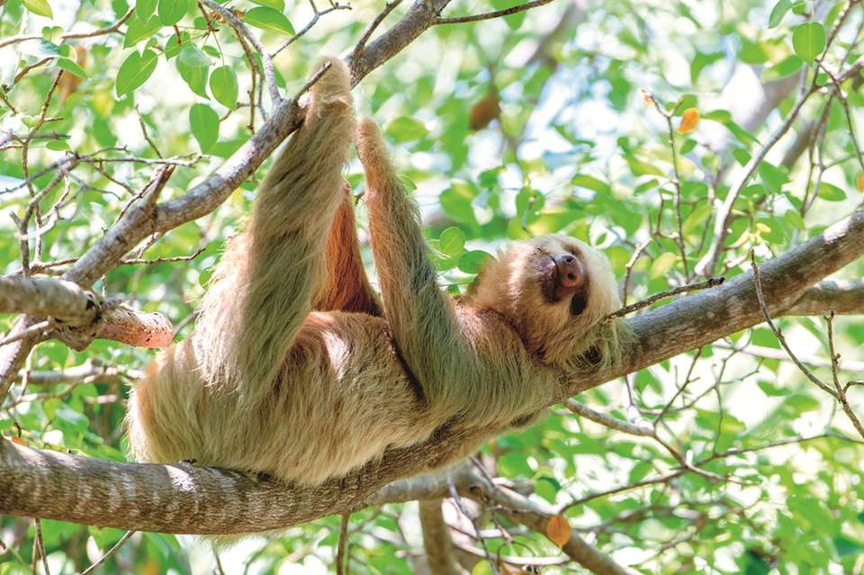 4-day Arenal & Monteverde Essentials - Destination Services - Costa Rica - Image 8