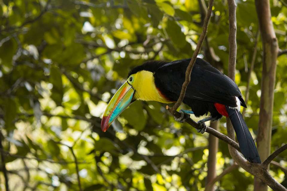 4-day Arenal & Monteverde Essentials - Destination Services - Costa Rica - Image 10