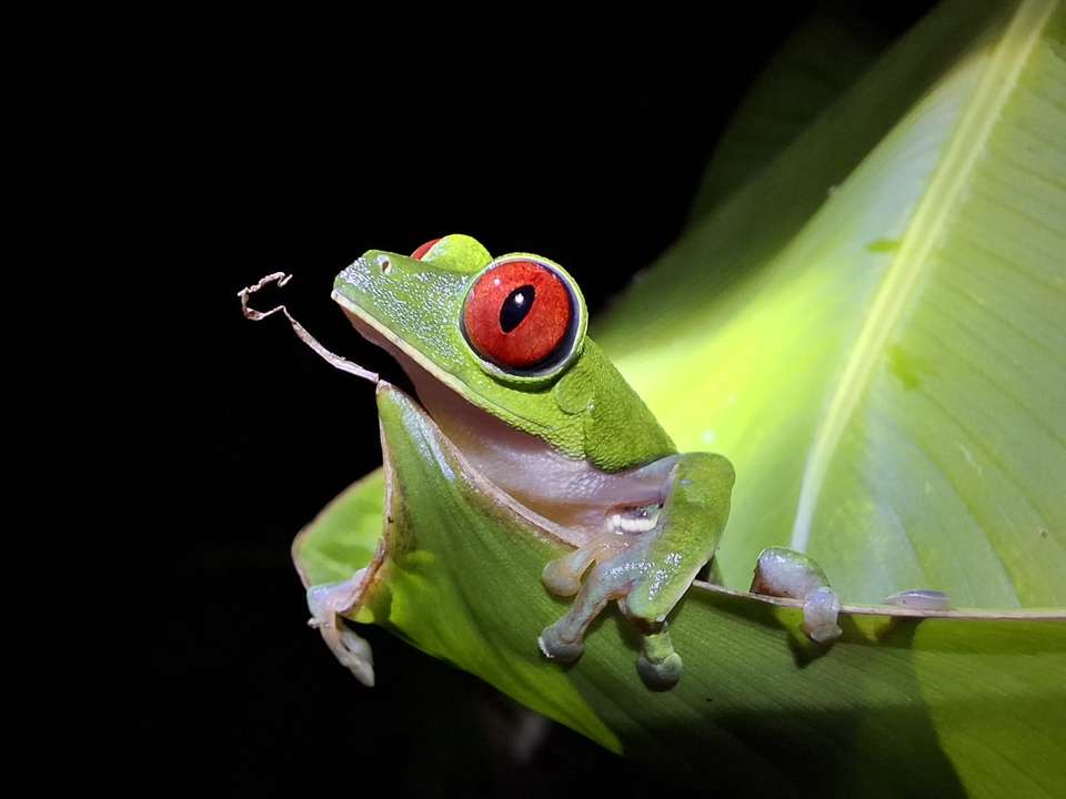 4-day Botanika Osa Rainforest Experience - Destination Services - Costa Rica - Image 3