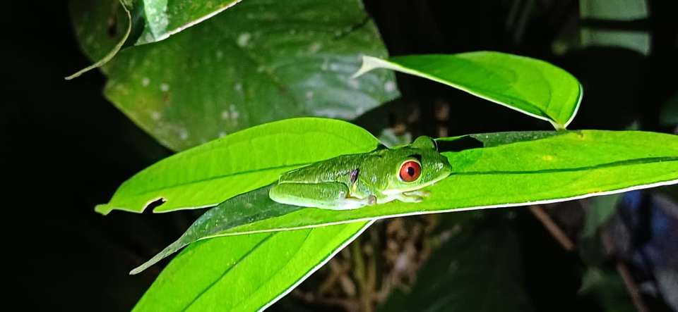 4-day Botanika Osa Rainforest Experience - Destination Services - Costa Rica - Image 6