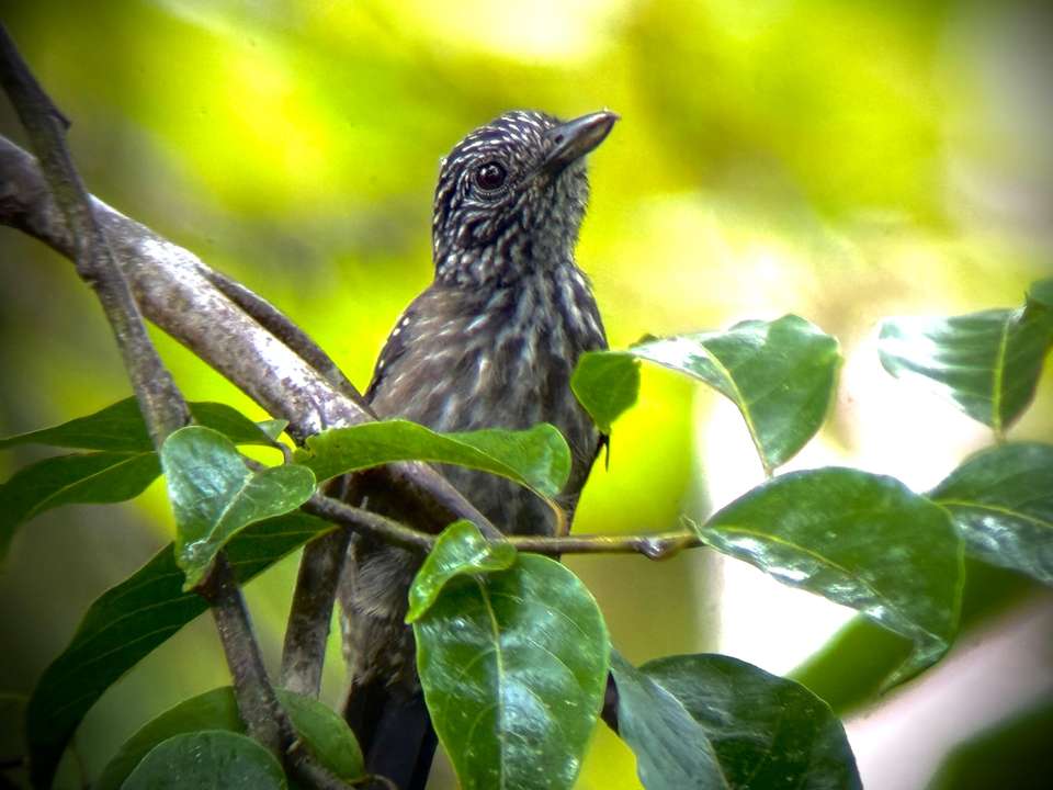 4-day Botanika Osa Rainforest Experience - Destination Services - Costa Rica - Image 7