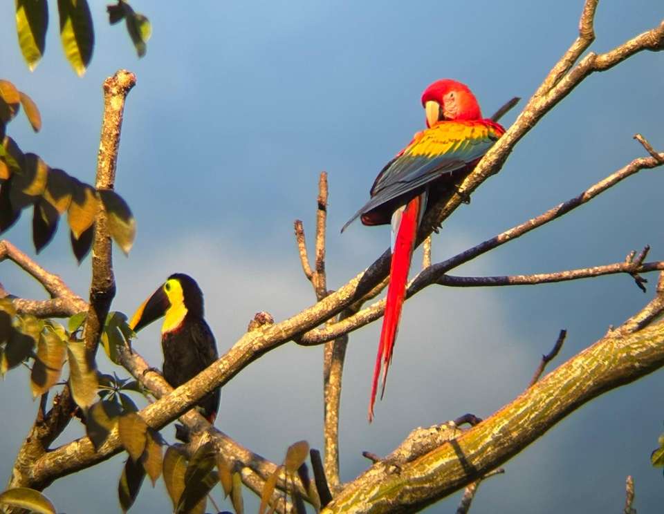 4-day Botanika Osa Rainforest Experience - Destination Services - Costa Rica - Image 8