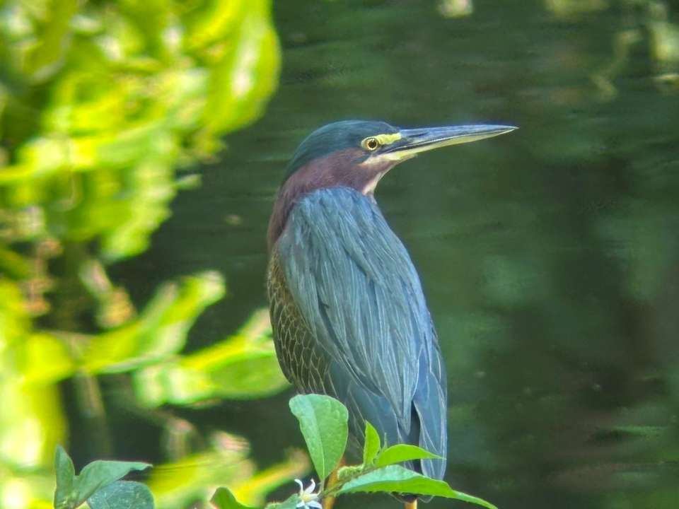 4-day Botanika Osa Rainforest Experience - Destination Services - Costa Rica - Image 9