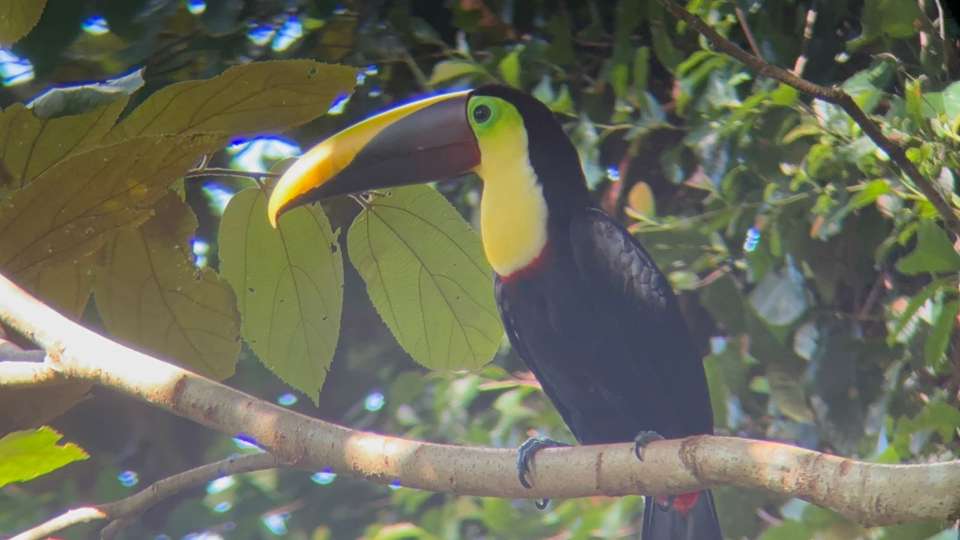 4-day Botanika Osa Rainforest Experience - Destination Services - Costa Rica - Image 10