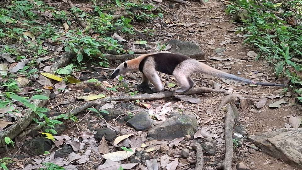 4-day Botanika Osa Rainforest Experience - Destination Services - Costa Rica - Image 12