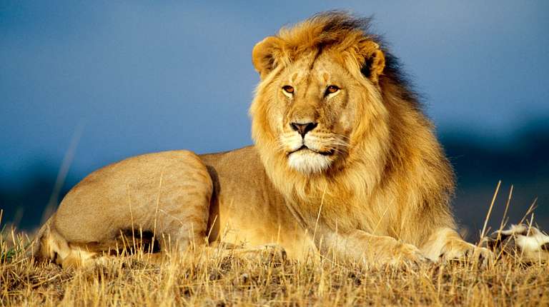 4 Day Budget Camping Safari in Tanzania  trip - alternative tour available
