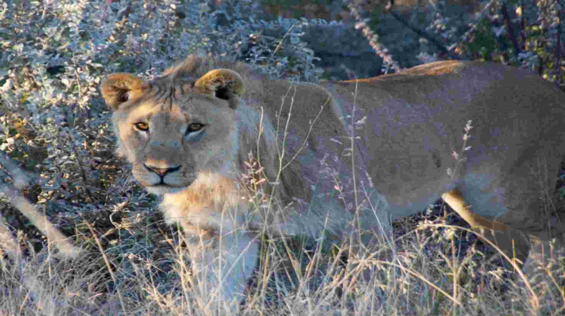4 Day Etosha & Swakopmund Adventure