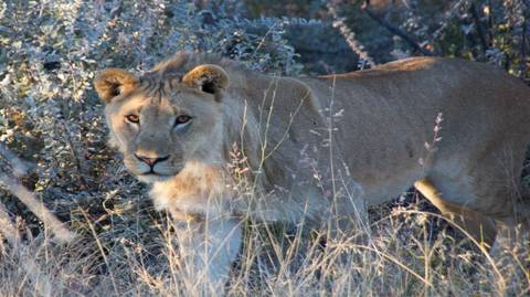 Younger Travelers Tours: 4 Day Etosha & Swakopmund Adventure