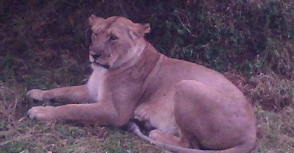 4-day Kenya Great Wildebeest Migration Safari Tour - Kibera Holiday Safaris - Kenya - Image 3