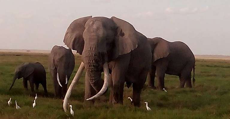 4-day Kenya Great Wildebeest Migration Safari Tour - 4 days
